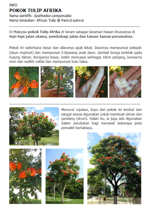 Pokok Rasmi